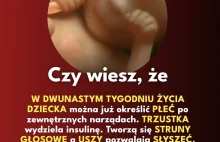 Dziecko w 12 tygodniu rozwoju