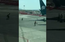 Pies biega po płycie lotniska