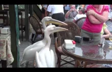Kobieta zaatakowana przez Pelikany