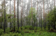Leśnicy chcą zacząć rozmawiać z mieszkańcami na temat ochrony lasów. Czy to PR?