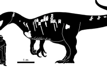 Wielki, drapieżny megaraptor z Argentyny. Rozszarpywał inne dinozaury