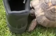 Okazało się, że żółw jest rasistą ( ͡° ͜ʖ ͡°)