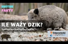 Ile waży dzik? Ile waży locha i dorosły samiec? Ciekawostki o zwierzętach