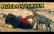 HIENY - Zwierzęta z Najgorszych Koszmarów