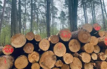 Polskie lasy znikają w oczach. Nie wiadomo, co dzieje się z drewnem.