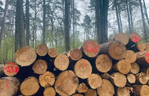 Polskie lasy znikają w oczach. Nie wiadomo, co dzieje się z drewnem.