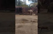 Słoń wydał głośny ryk, aby przyciągnąć uwagę zwiedzających i pracowników zoo