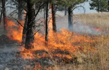 Plaga pożarów lasów w Polsce. Straż przedstawiła liczby