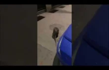 Największy szczur spotkany w Nowym Jorku