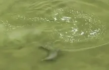 Delfin doskonali technikę polowania