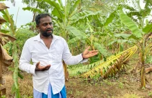 Sri Lankę czeka "biblijna" epidemia głodu. Rolnicy przestają sadzić