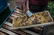 Przyrodnicy apelują: "Nie stawiajmy miejskich pasiek! To zabija dzikie pszczoły"