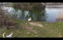 Jack Russell terrier - Jacek and the swan -Jacek i łabędź ( part 14 )