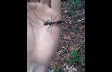 Wielkość mrówek w Brazylii
