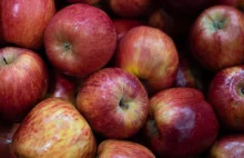 Polskie jabłka z dopłatami. 30 gr. do każdego kilograma