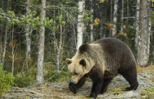 Tatry: 10-letni niedźwiedź wpadł pod koła kolejki wąskotorowej