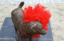 Rzeźba psa Miśka w Wołominie odsłonięta