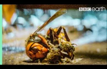 Pszczoły zabijają ogromnego szerszenia ciepłem | BBC Earth