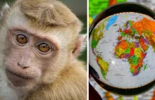 Co dziś wiadomo o epidemii małpiej ospy i jej wpływie na turystykę?