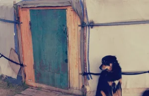 Pies i człowiek w Azji Centralnej