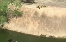 Ptak uczy pisklęta schodzenia do wody