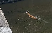 Policjanci wyłowili koziołka sarny z basenu wrocławskiej śluzy.