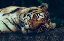 Rozwój infrastruktury transportowej w Nepalu zagraża tygrysom