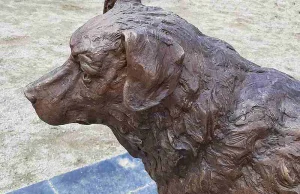 Misiek – pies z Wołomina który jeździł koleją