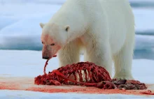 Jak jeden niedźwiedź polarny zlikwidował bazę hitlerowców w Arktyce