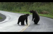 Walka niedzwiedzi grizzly