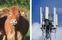 French court orders 4G antenna switch-off over cow health concerns