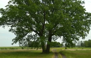 Kontrowersje wokół Dębu Alojzy. Czy zetną wiekowe drzewo, by powstała jezdnia?