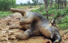 Ciężarna słonica znaleziona martwa. Mogła zostać otruta