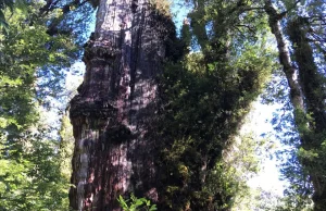 Najstarsze drzewo na świecie rośnie w Chile?
