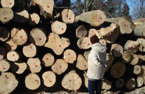 Lasy uzdrowiskowe na Podkarpaciu idą pod topór. Niedługo nie będzie czego bronić