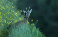 przyroda czasem zaskakuje wyglądem... foto. Bartosz Rakoczy