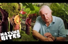 David Attenborough o roślinach pułapkach