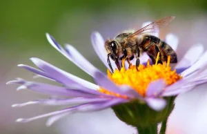 Coraz więcej pszczół w Polsce - ich wartość, jako zapylaczy dla ekosystemu, to