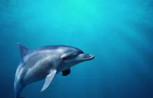 Poparzone delfiny. Eksperci: Dowód na użycie bomb fosforowych przez Rosję