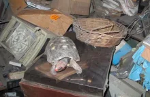 Po 30 latach zaginiony żółw zostaje odnaleziony na strychu - wciąż żywy i...