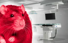 Szpitalny sprzęt warty miliony nie działał, bo szczur przegryzł kable...