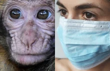 Czy obostrzenia prewencyjne związane z małpią ospą są legalne?