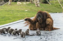 Orangutans and otters strike up darling friendship at Belgium zoo
