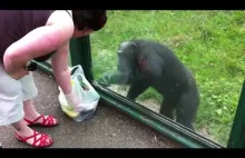 Bystry szympans i skąpa baba