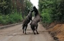 Dzikie konie harcowały na leśnej drodze. Tuż przed samochodem!