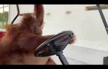 Orangutan driving golf cart like in The Sopranos