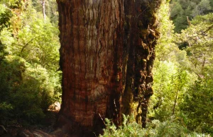 Najstarsze drzewo świata rośnie w Chile i ma ponad 5 tys. lat