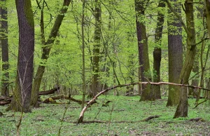 PiS idzie odważnie w zieloną energię - wolno zbierać chrust!