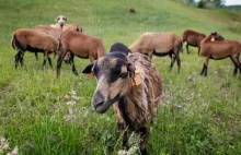 Gliwice: kameruńskie owce koszą trawę przy A4. Kierowcy przecierają oczy