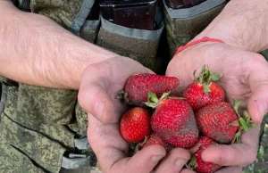 Pojechali na wojnę, teraz zbierają truskawki. Rosjanie gorączkowo szukają pracy